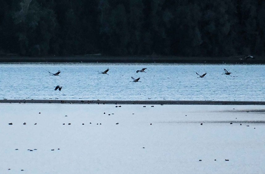 R&uuml;ckkehr der Kraniche