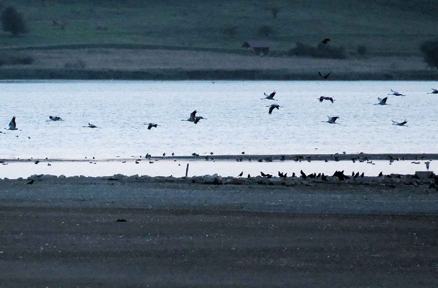 R&uuml;ckkehr der Kraniche