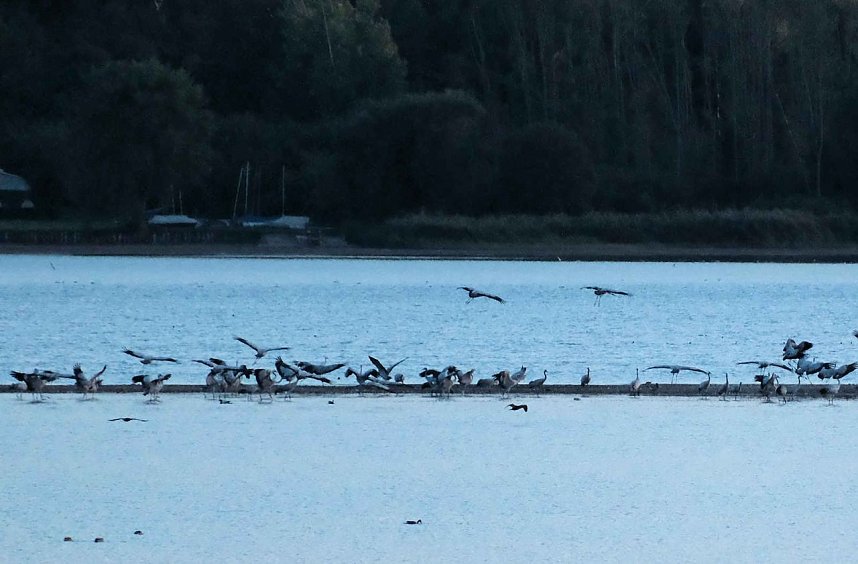 R&uuml;ckkehr der Kraniche