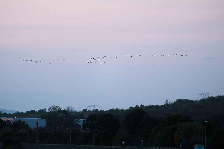 R&uuml;ckkehr der Kraniche