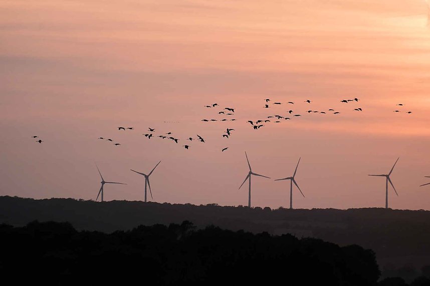 R&uuml;ckkehr der Kraniche