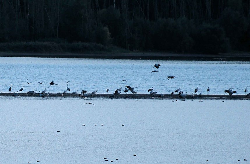 R&uuml;ckkehr der Kraniche