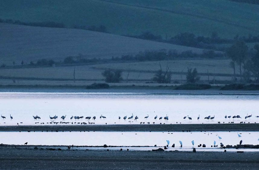 R&uuml;ckkehr der Kraniche
