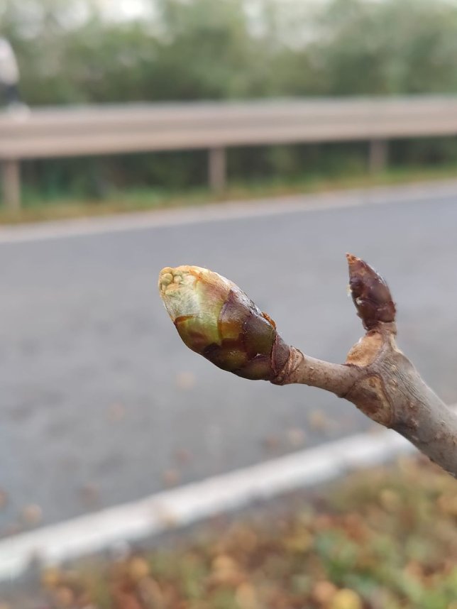 Kastanienbl&uuml;te im Oktober