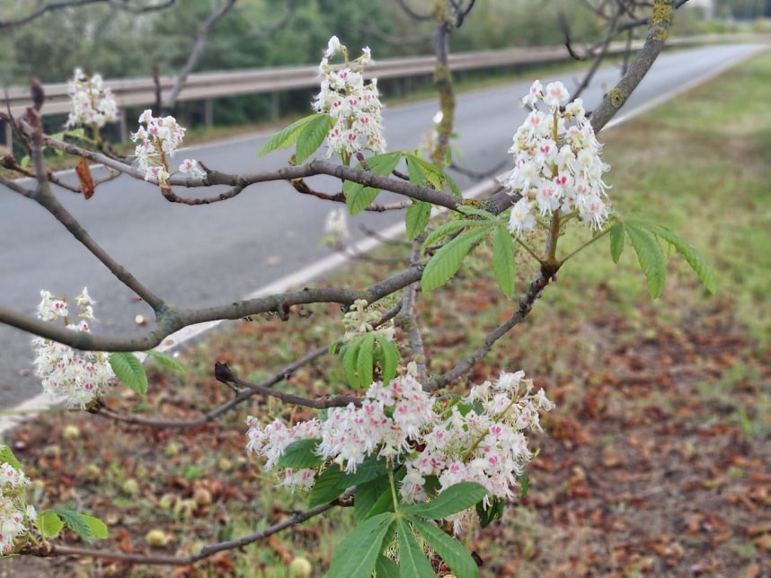 Kastanienbl&uuml;te im Oktober