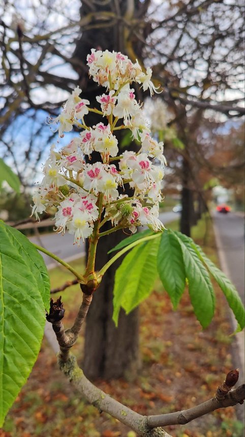 Kastanienbl&uuml;te im Oktober