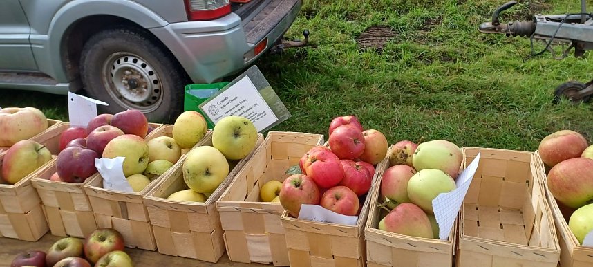 S&uuml;dharzer Apfeltag in Ellrich
