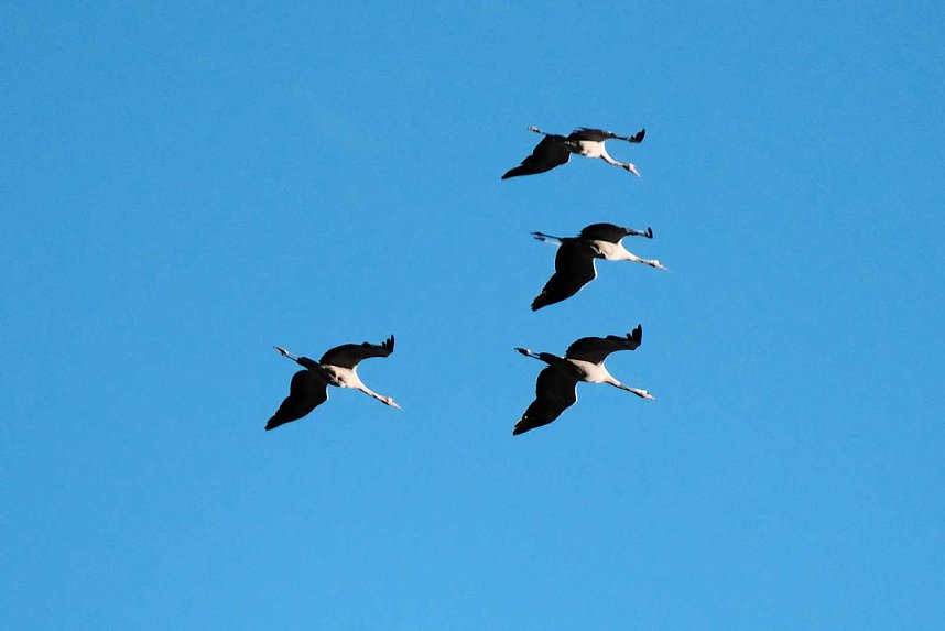 Neuer Aussichtsturm am Stausee Kelbra