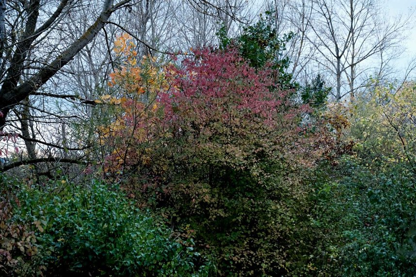 Herbst am Kiesschacht