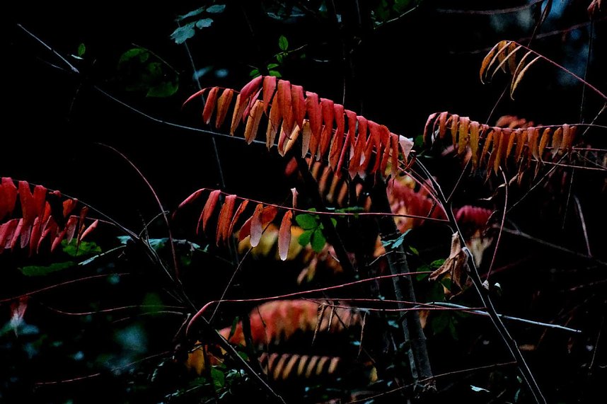 Herbst am Kiesschacht