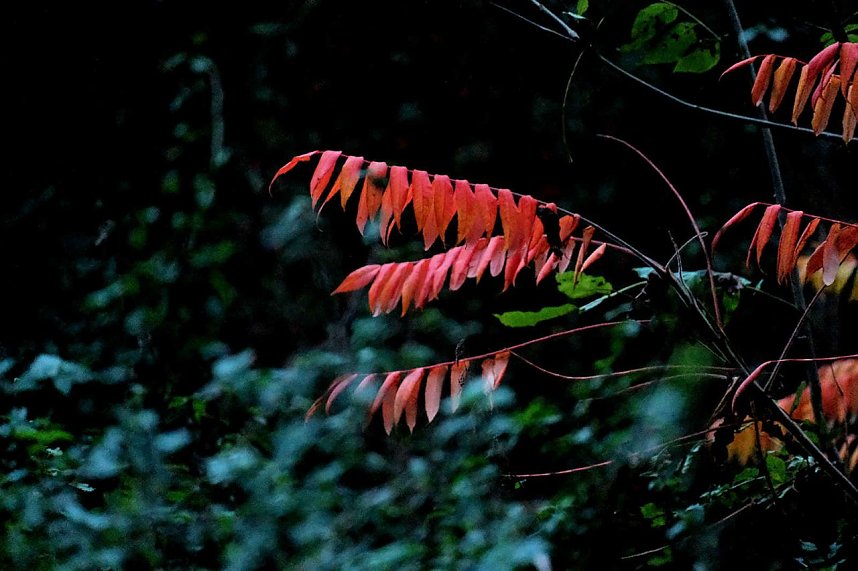 Herbst am Kiesschacht