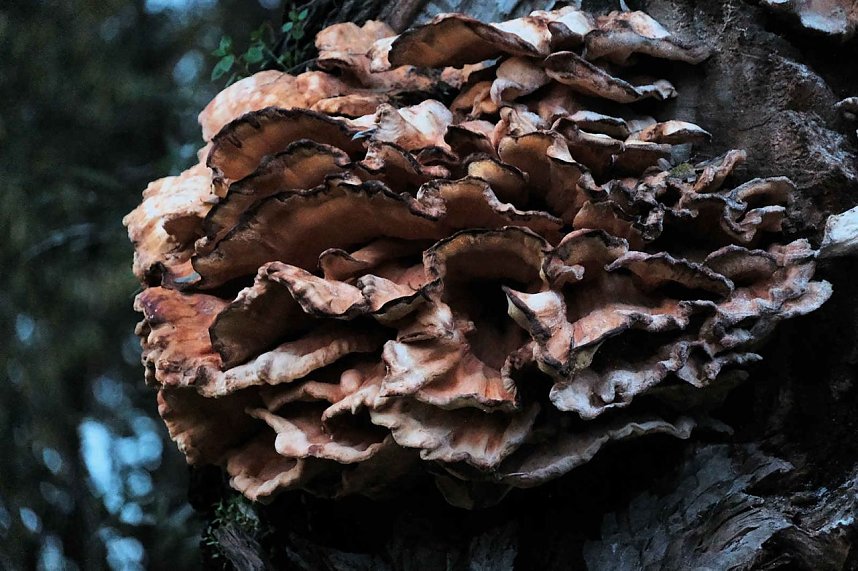 Herbst am Kiesschacht