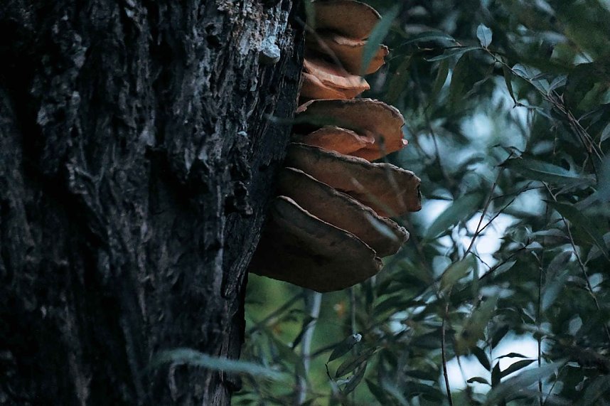 Herbst am Kiesschacht