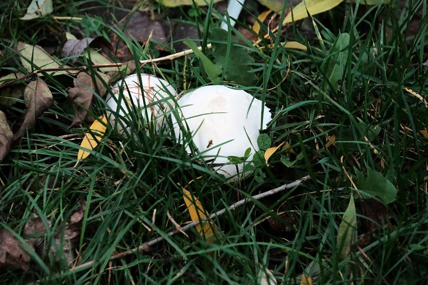 Herbst am Kiesschacht