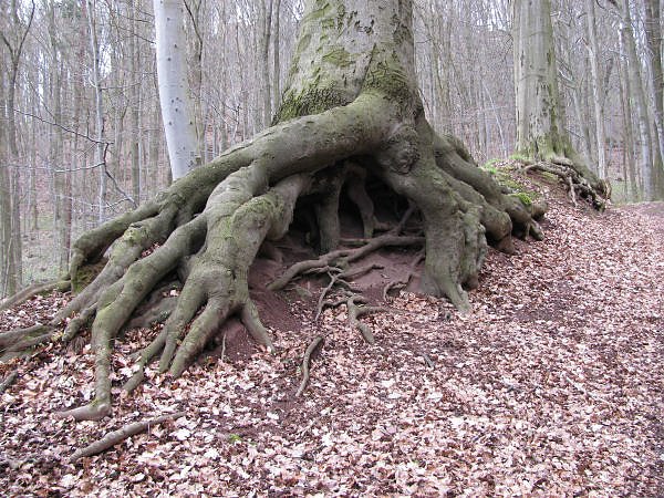 Unterwegs im S&uuml;dharz