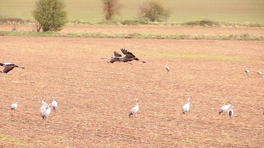 Herbst in der Goldenen Aue