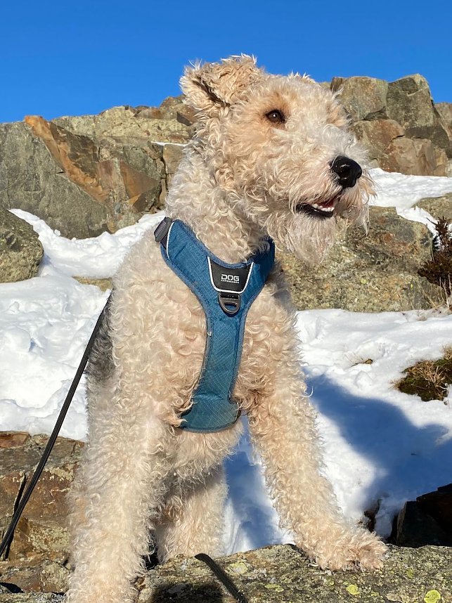 R&uuml;de Prince tobt im Schnee und hat gro&szlig;en Spa&szlig; dabei