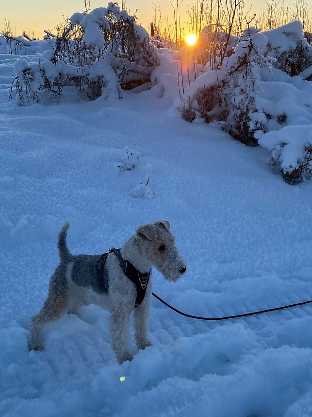 R&uuml;de Prince tobt im Schnee und hat gro&szlig;en Spa&szlig; dabei