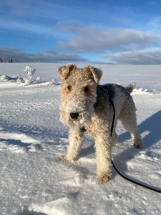 R&uuml;de Prince tobt im Schnee und hat gro&szlig;en Spa&szlig; dabei