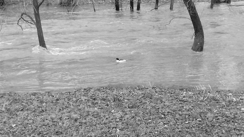 Beobachtungen im Stadtpark