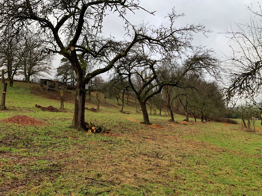 Richtiger Obstbaumschnitt will gelernt sein