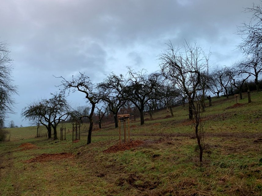 Richtiger Obstbaumschnitt will gelernt sein