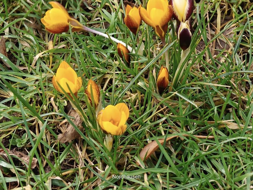 Peter Blei auf Fr&uuml;hbl&uuml;hersuche