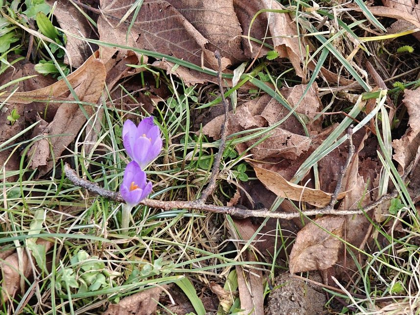 Peter Blei auf Fr&uuml;hbl&uuml;hersuche