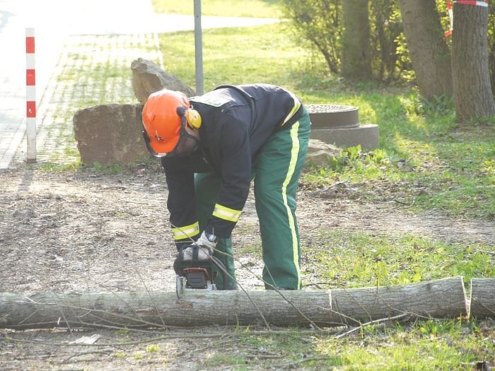 Pappeln gef&auml;hrden die Sicherheit