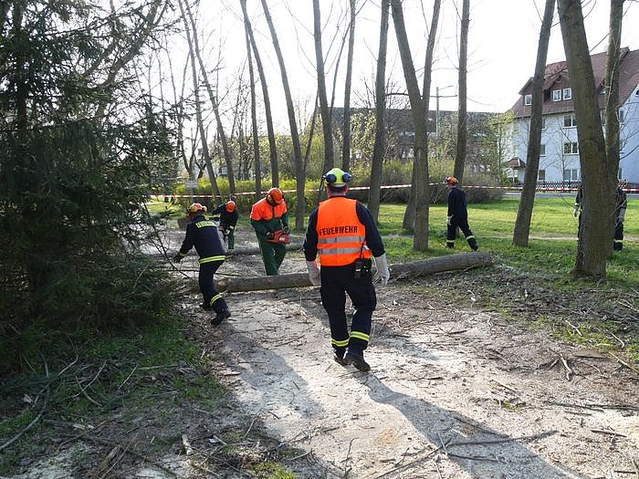 Pappeln gef&auml;hrden die Sicherheit