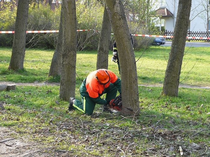 Pappeln gef&auml;hrden die Sicherheit
