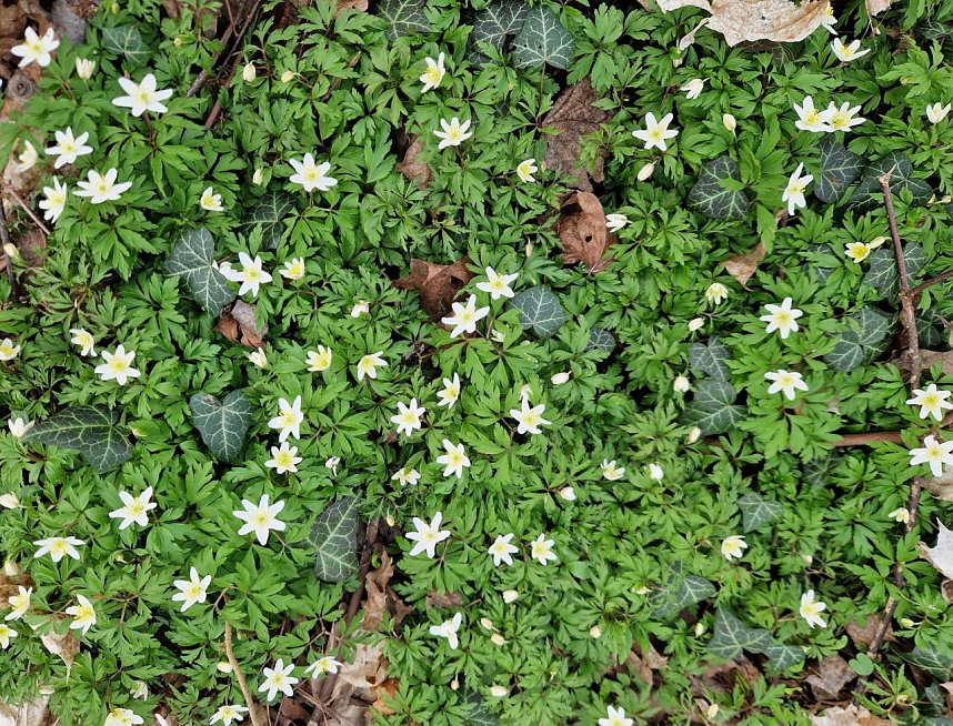 Gemeinsamer Fr&uuml;hjahrsputz an der Zorge