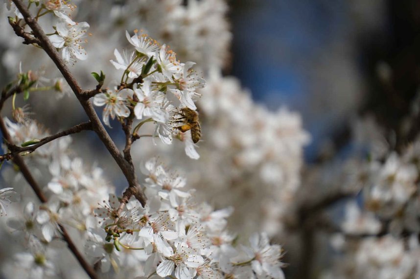 Peter Blei unterwegs im Fr&uuml;hling
