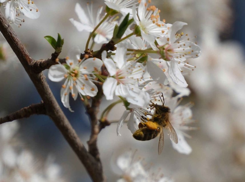 Peter Blei unterwegs im Fr&uuml;hling