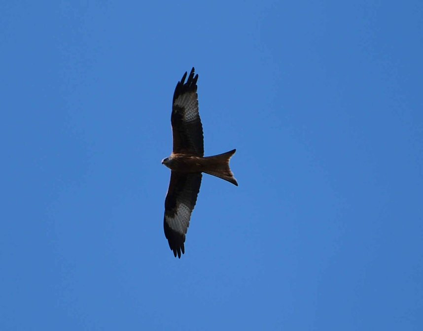Peter Blei unterwegs im Fr&uuml;hling