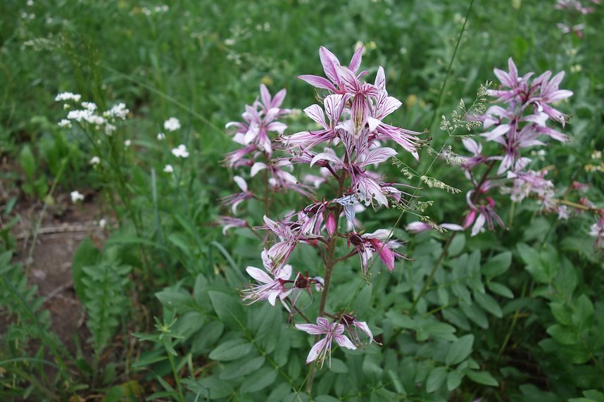 Naturprojekt wird beendet