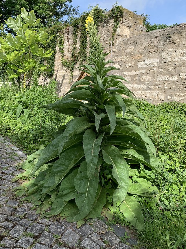 Impressionen aus der Rosenstadt Bad Langensalza