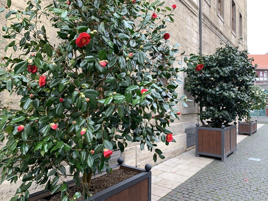 Impressionen aus der Rosenstadt Bad Langensalza