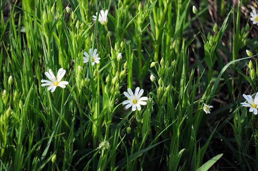 Ostern am Rosenteich