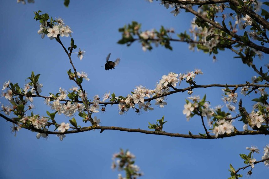 Ostern am Rosenteich