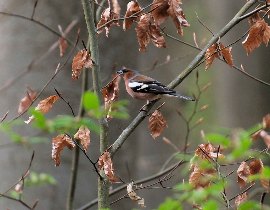 Peter Blei unterwegs bei der S&auml;gem&uuml;hle