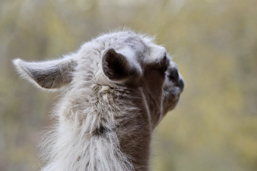 Unstrut-Lamas in Herbsleben