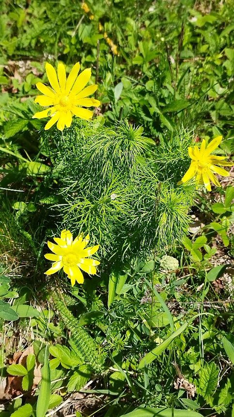 Sch&ouml;nheiten der Natur