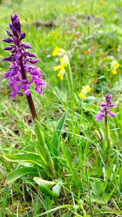 Sch&ouml;nheiten der Natur