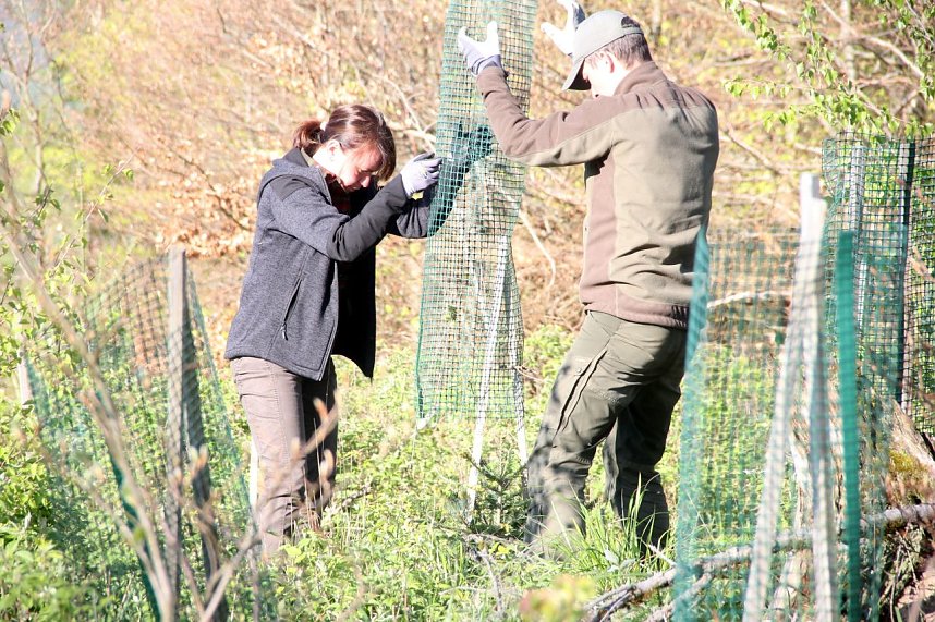 B&auml;ume im Ellricher Stadtwald gepflanzt