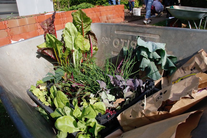 Die Gem&uuml;seackerdemie am F&ouml;rderzentrum Pestalozzi