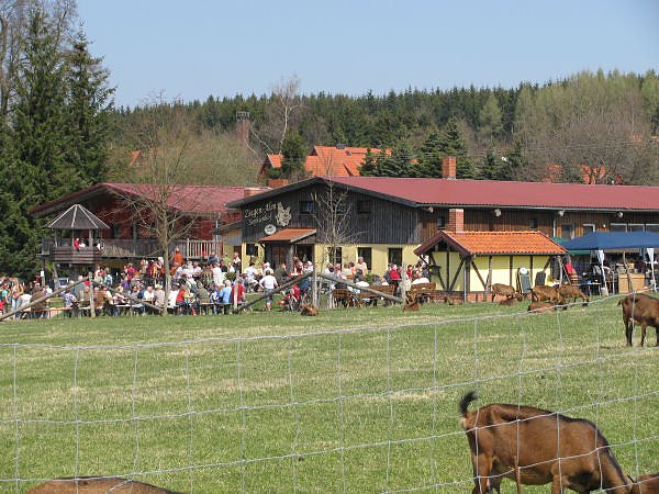 L&auml;mmer ausgetrieben