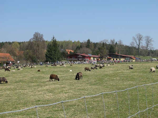 L&auml;mmer ausgetrieben