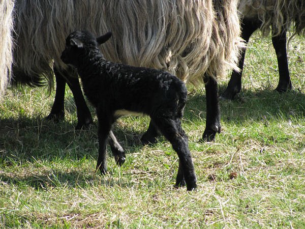 L&auml;mmer ausgetrieben