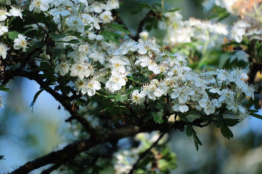 Peter Blei unterwegs oberhalb von Steigerthal